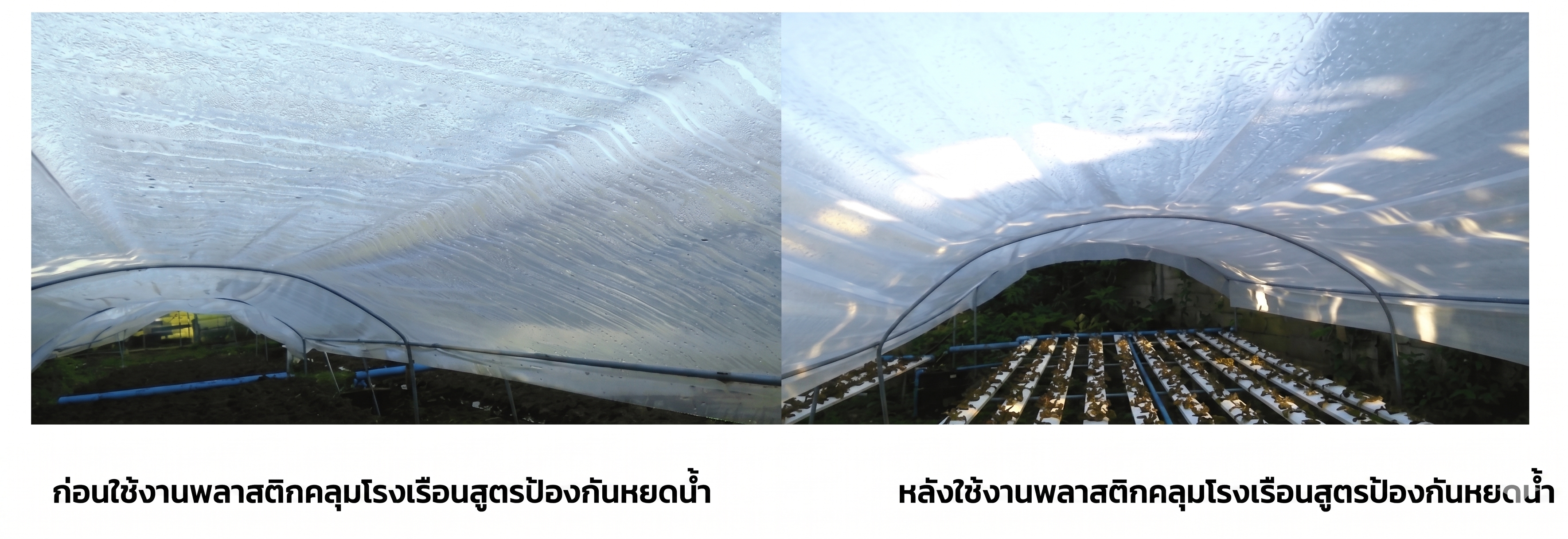 ภาพเปรียบเทียบพลาสติกคลุมโรงเรือนสูตรป้องกันหยดน้ำก่อนใช้และหลังใช้